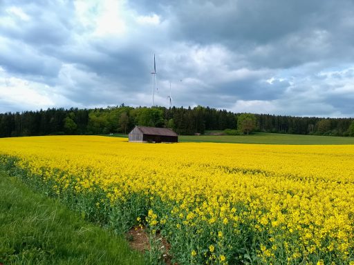 Raps Bienenweide