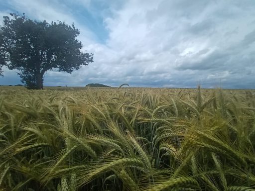 Kornfeld 