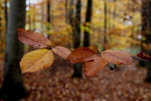Herbst